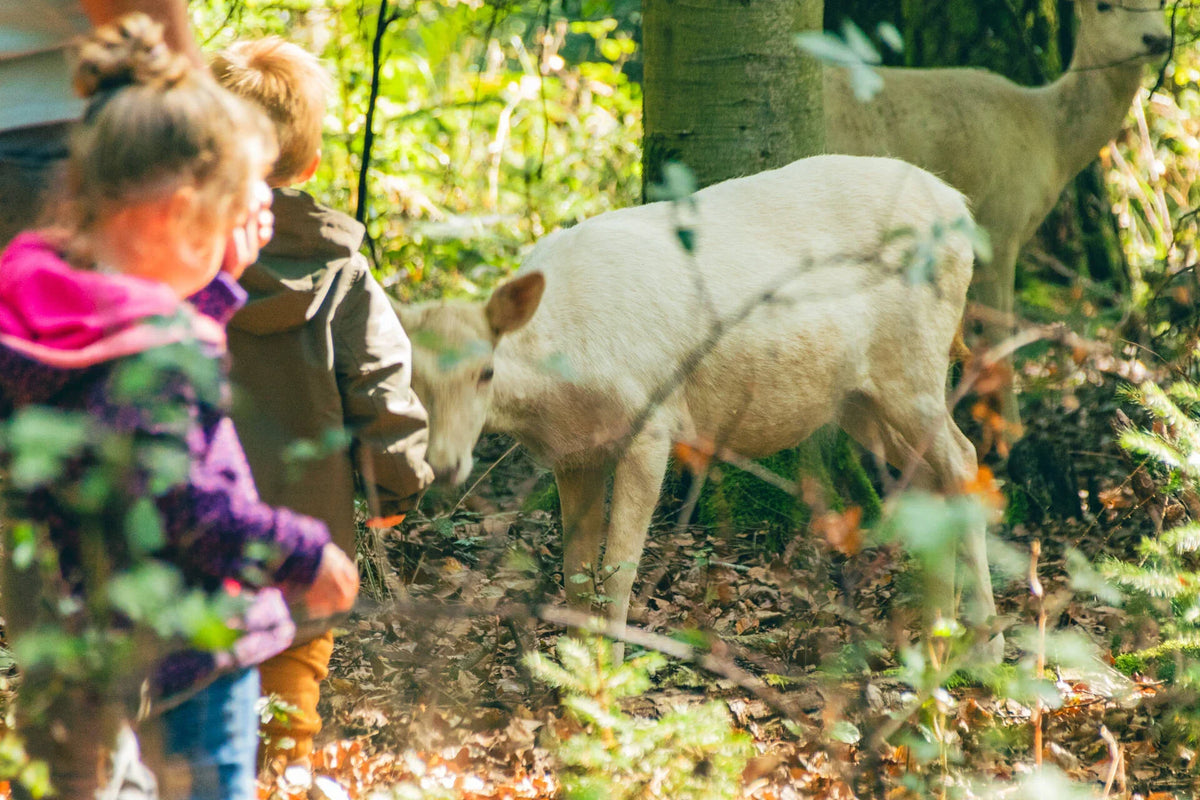 Wild- und Freizeitpark Allensbach: Familienausflug & Stellplatz am Bodensee